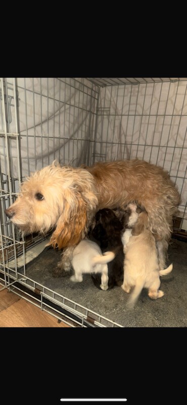 Cockapoo puppies for sale in Leicester, Leicestershire – 4 months old - Image 5 of 5