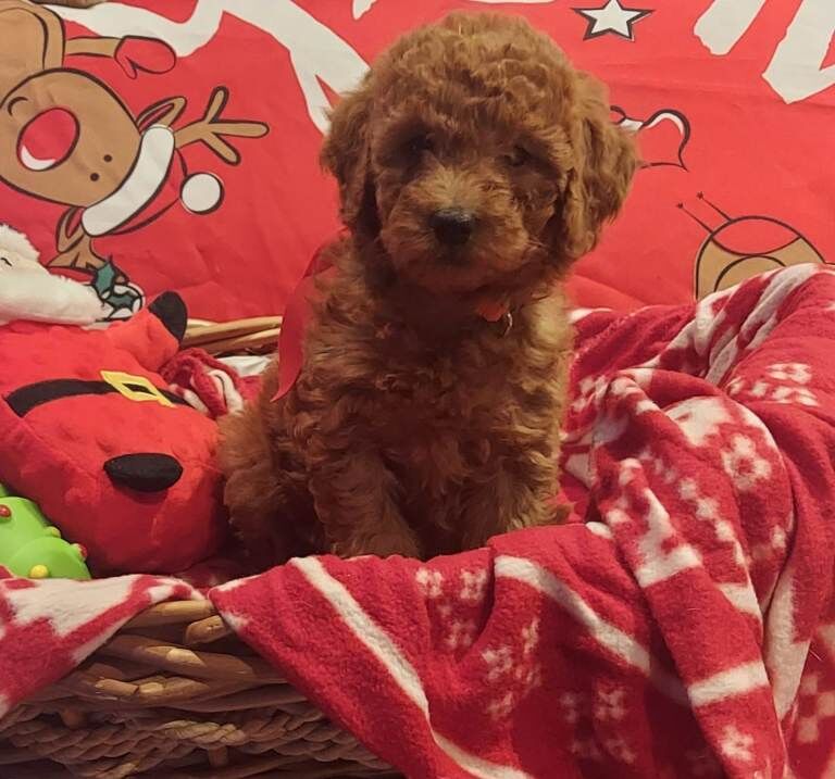 Cockapoo puppies for sale in Downpatrick, County Down – 7 weeks old