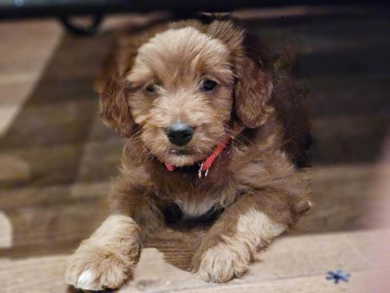 Cockapoo puppies for sale in Downpatrick, County Down – 7 weeks old - Image 2 of 3