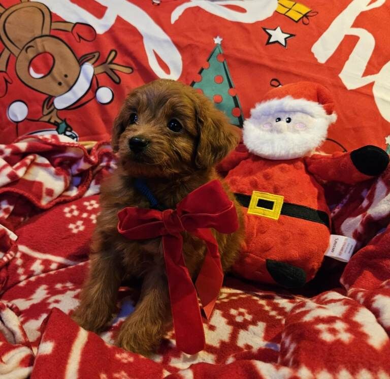 Cockapoo puppies for sale in Downpatrick, County Down – 7 weeks old - Image 3 of 3
