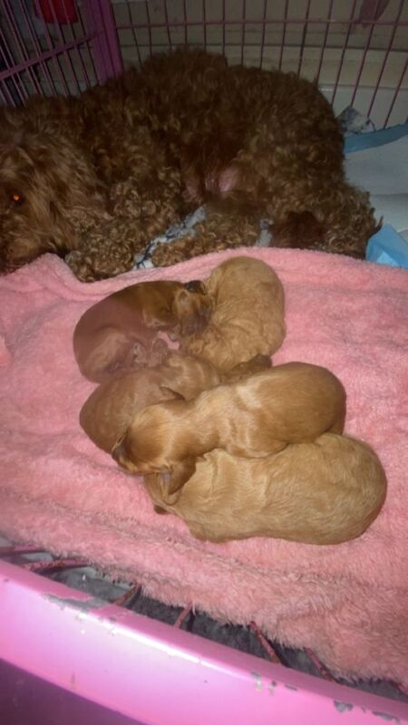 Cockapoo puppies for sale in Acrefair, Wrexham – 4 months old - Image 3 of 5
