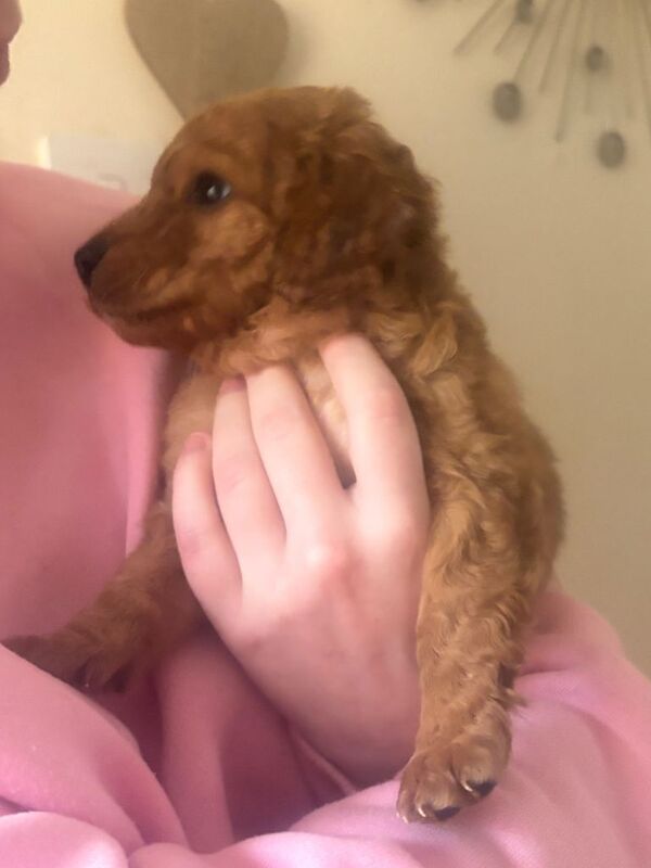 Cockapoo puppies for sale in Acrefair, Wrexham – 4 months old - Image 5 of 5