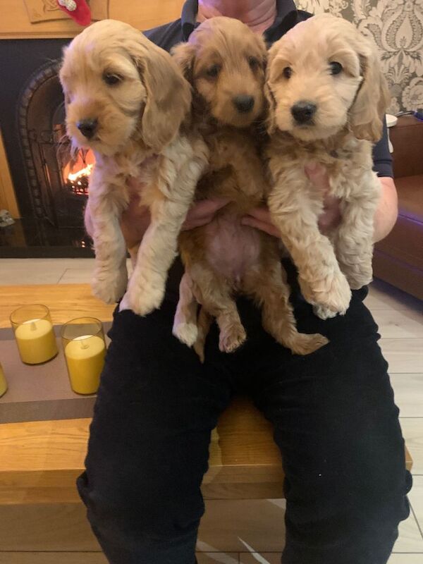 Cockapoo puppies for sale in Keady, County Armagh – 8 weeks old