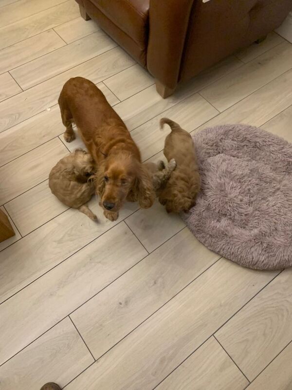 Cockapoo puppies for sale in Keady, County Armagh – 8 weeks old - Image 2 of 3