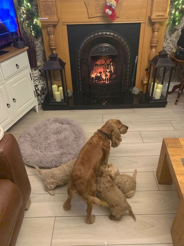 Cockapoo puppies for sale in Keady, County Armagh – 8 weeks old - Image 3 of 3