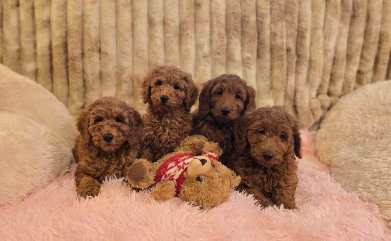 Cockapoo puppies for sale in Portadown, County Armagh – 8 weeks old