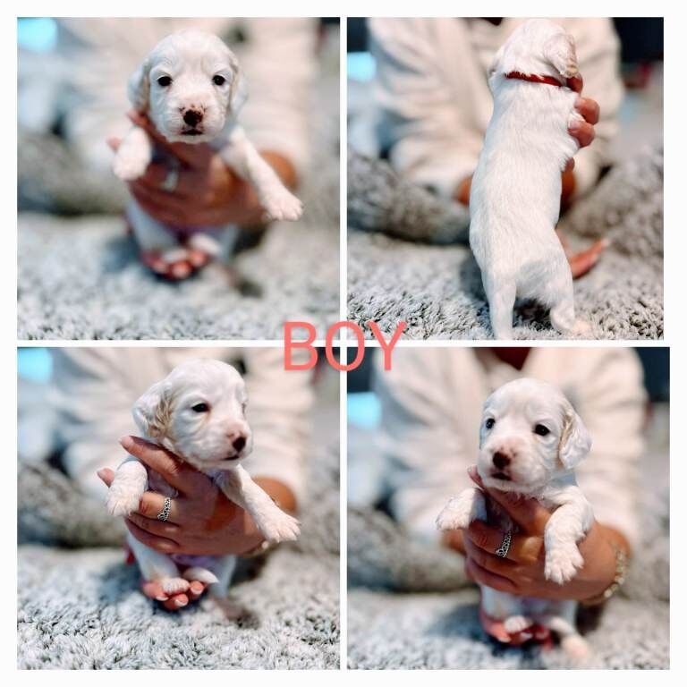 Cockapoo puppies for sale in Worcester, Worcestershire – 3 months old - Image 2 of 6