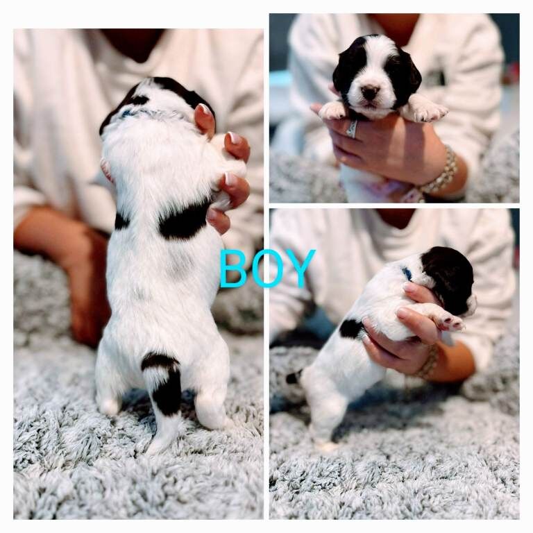 Cockapoo puppies for sale in Worcester, Worcestershire – 3 months old - Image 3 of 6