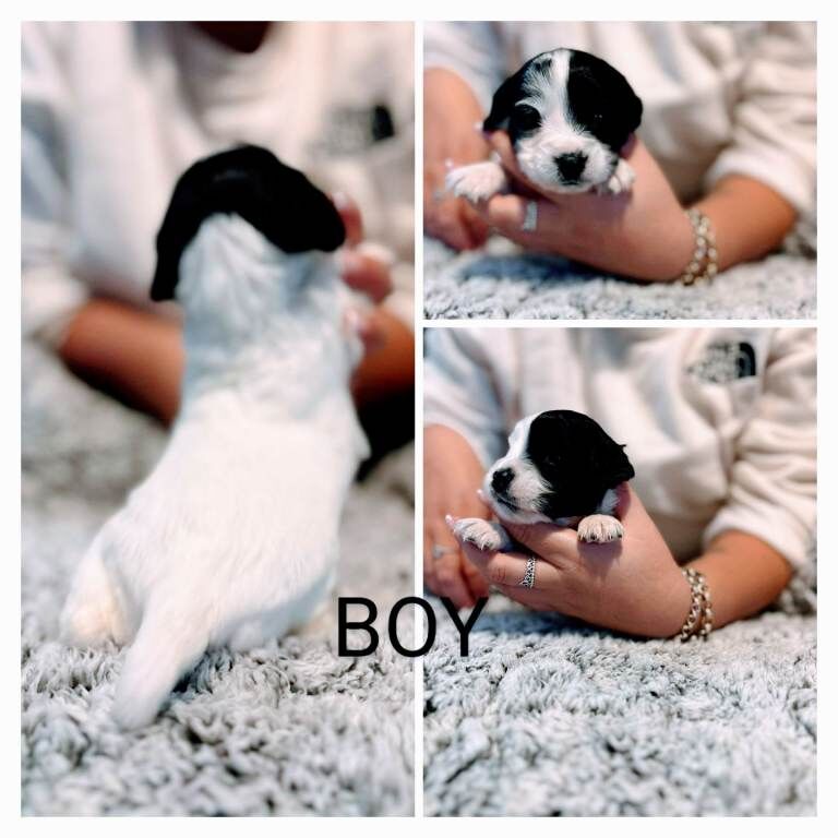 Cockapoo puppies for sale in Worcester, Worcestershire – 3 months old - Image 5 of 6