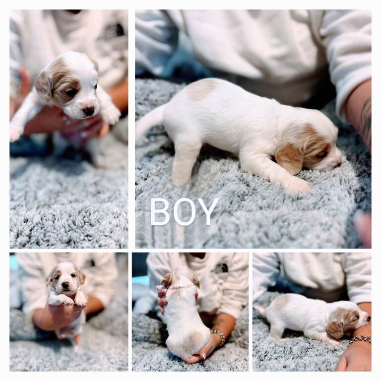 Cockapoo puppies for sale in Worcester, Worcestershire – 3 months old - Image 6 of 6