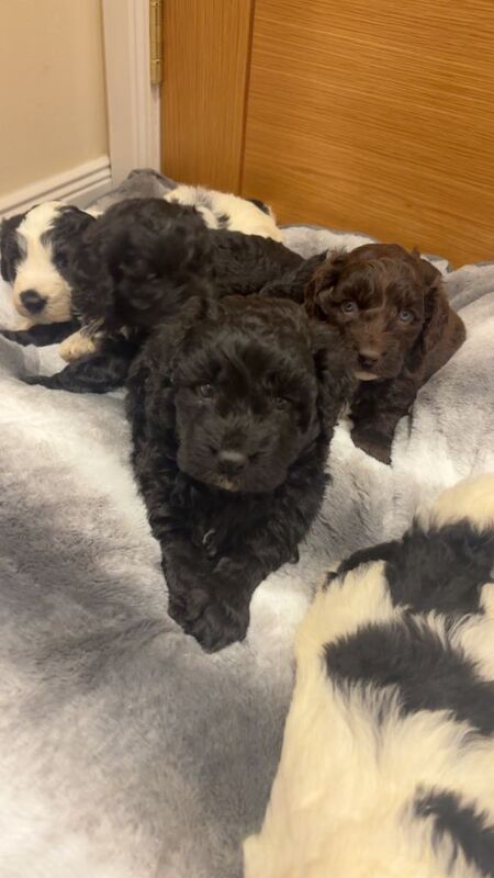 Cockapoo puppies for sale in Montrose, Angus – 6 weeks old