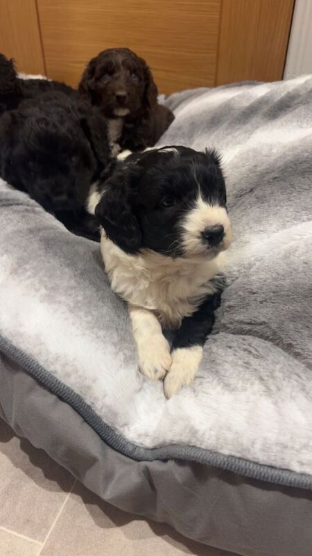 Cockapoo puppies for sale in Montrose, Angus – 3 months old - Image 2 of 5