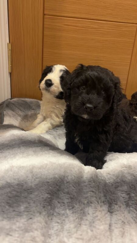 Cockapoo puppies for sale in Montrose, Angus – 3 months old - Image 4 of 5