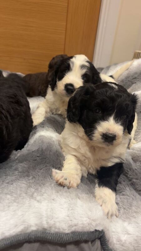 Cockapoo puppies for sale in Montrose, Angus – 3 months old - Image 5 of 5