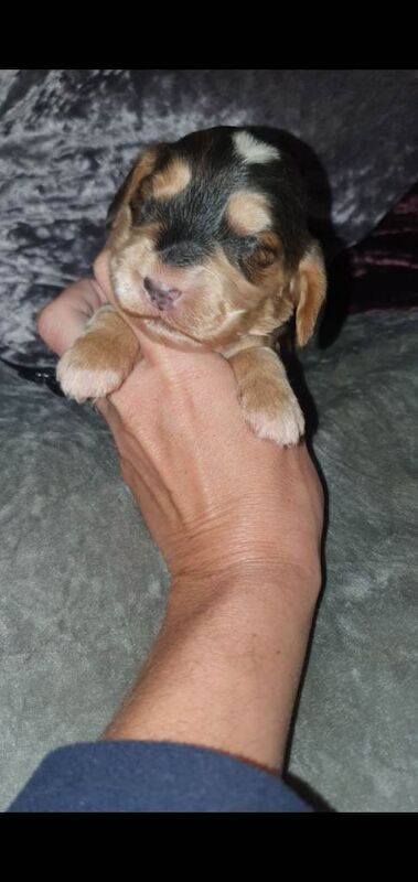 Cockapoo puppies for sale in Doncaster, South Yorkshire – 7 weeks old