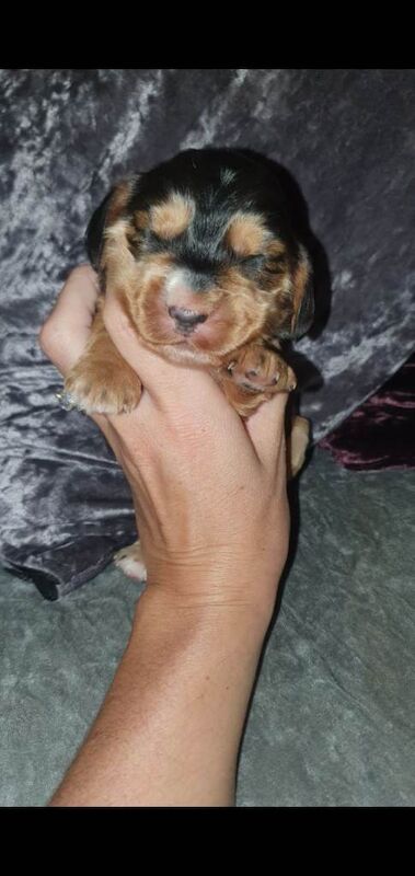 Cockapoo puppies for sale in Doncaster, South Yorkshire – 12 weeks old - Image 5 of 5
