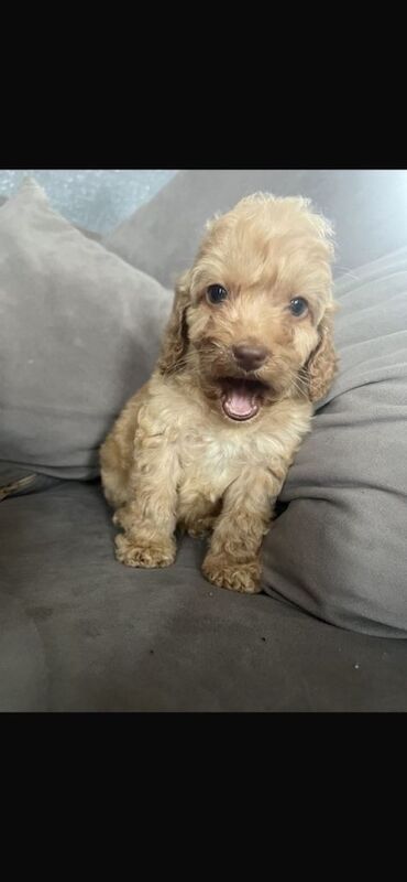 Cockapoo Puppies For Sale Under £1,000