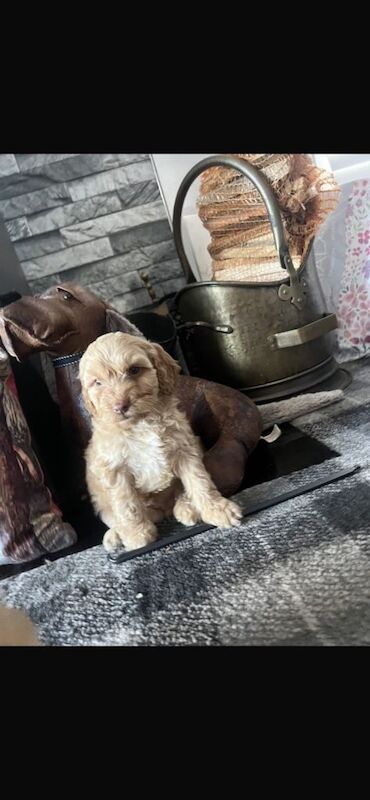 Cockapoo puppies for sale in Stockton-on-Tees, Durham – 5 months old - Image 2 of 3