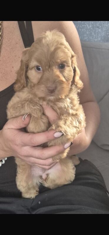 Cockapoo puppies for sale in Stockton-on-Tees, Durham – 5 months old - Image 3 of 3