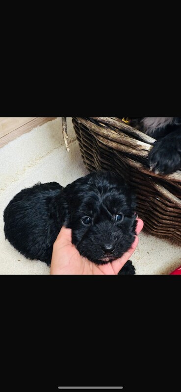 Cockapoo puppies for sale in Chafford Hundred, Essex – 12 weeks old