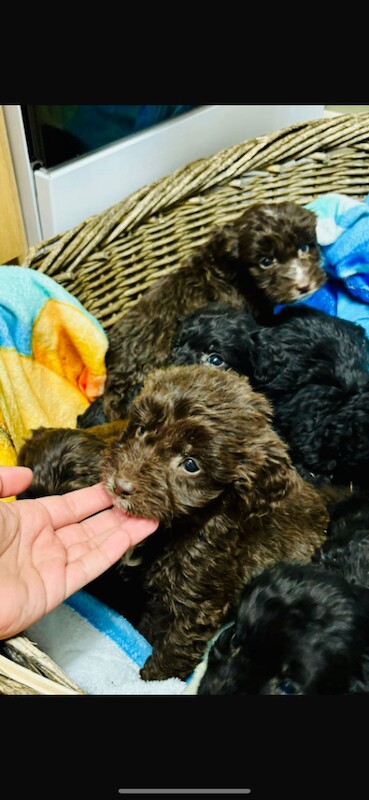 Cockapoo puppies for sale in Chafford Hundred, Essex – 11 weeks old - Image 2 of 5