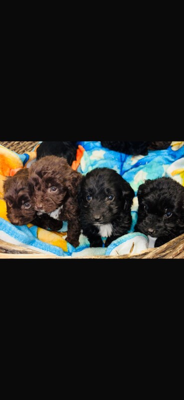 Cockapoo puppies for sale in Chafford Hundred, Essex – 11 weeks old - Image 3 of 5