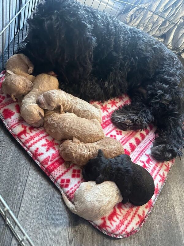 Cockapoo puppies for sale in Doncaster, South Yorkshire – 1 week old