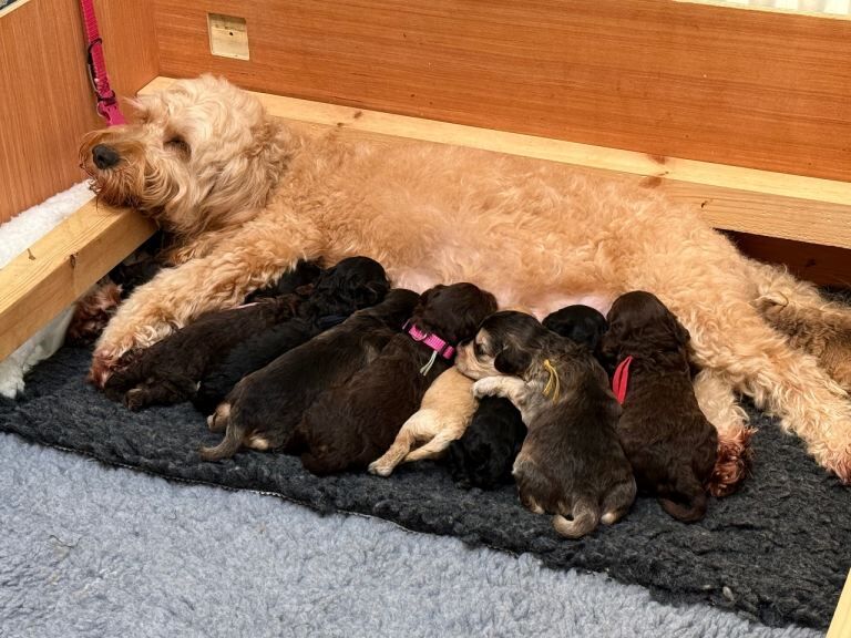 Cockapoo puppies for sale in Kirkham, Lancashire – 4 weeks old