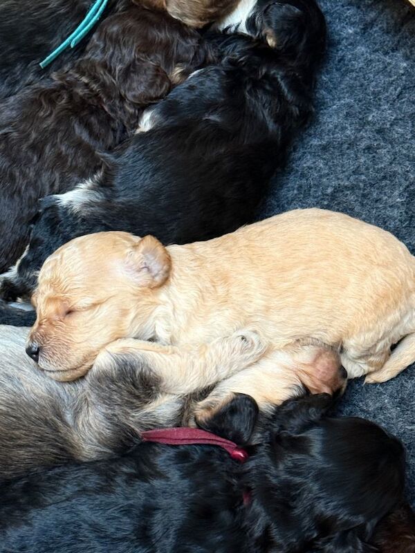 Cockapoo puppies for sale in Kirkham, Lancashire – 4 weeks old - Image 2 of 3