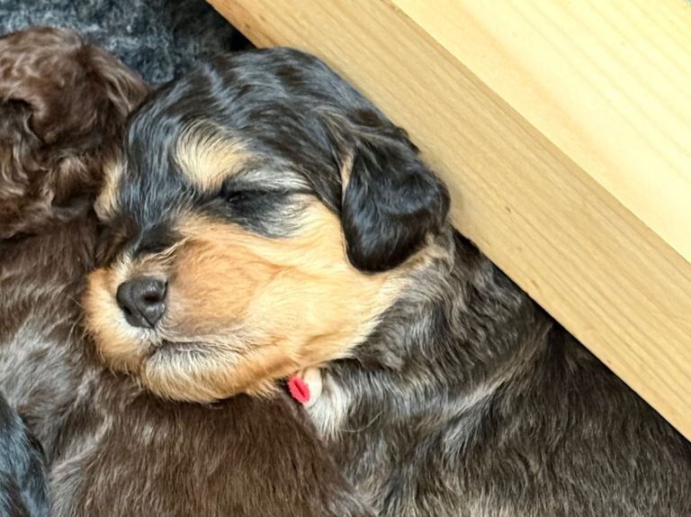 Cockapoo puppies for sale in Kirkham, Lancashire – 4 weeks old - Image 3 of 3