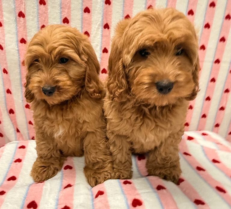 Cockapoo puppies for sale in Larkhall, Lanarkshire – 8 weeks old