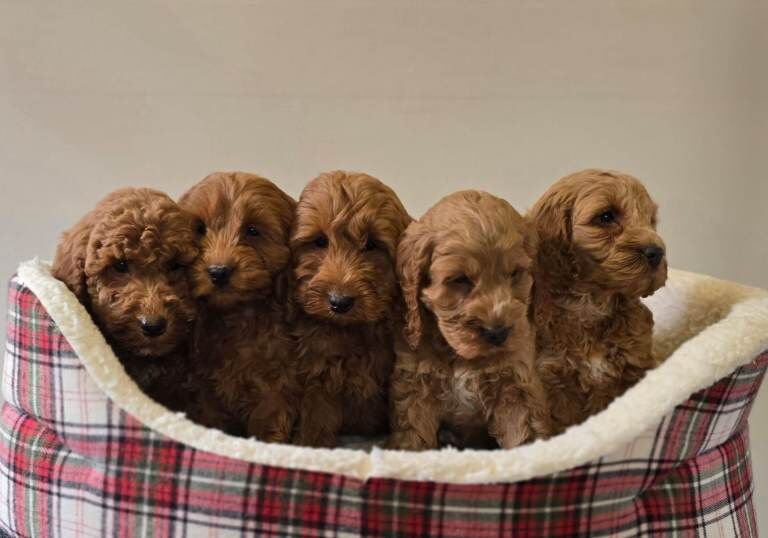 Cockapoo puppies for sale in Craigavon, County Armagh – 9 weeks old