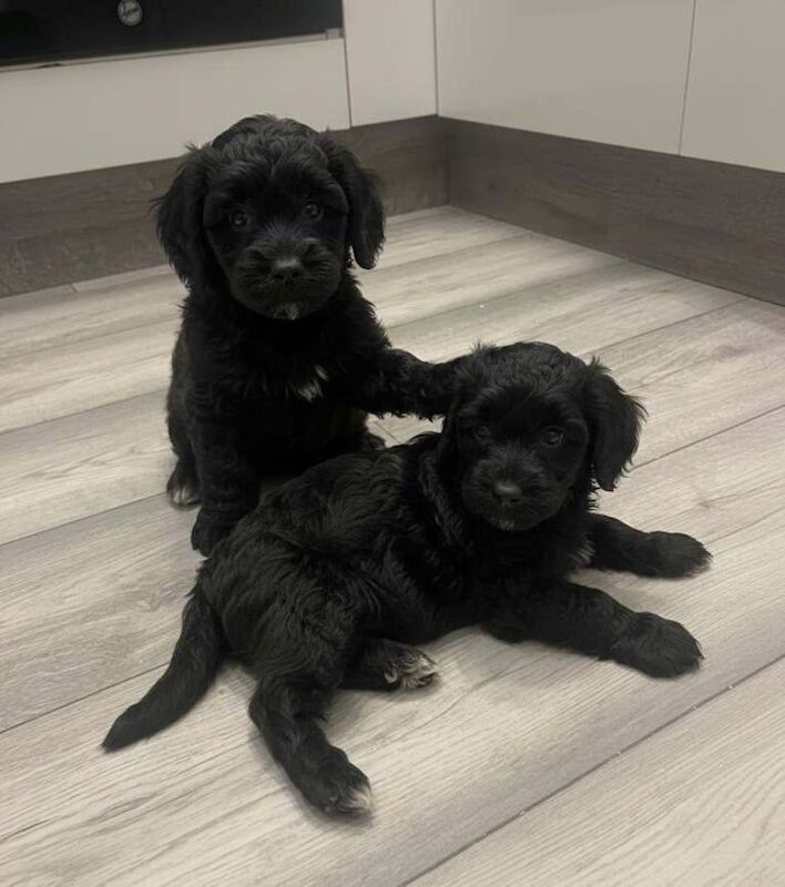 Cockapoo puppies for sale in Hornchurch, Greater London – 8 weeks old
