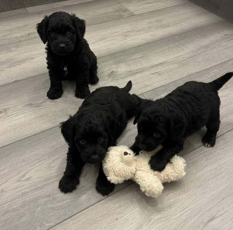 Cockapoo puppies for sale in Hornchurch, London – 10 weeks old - Image 2 of 4