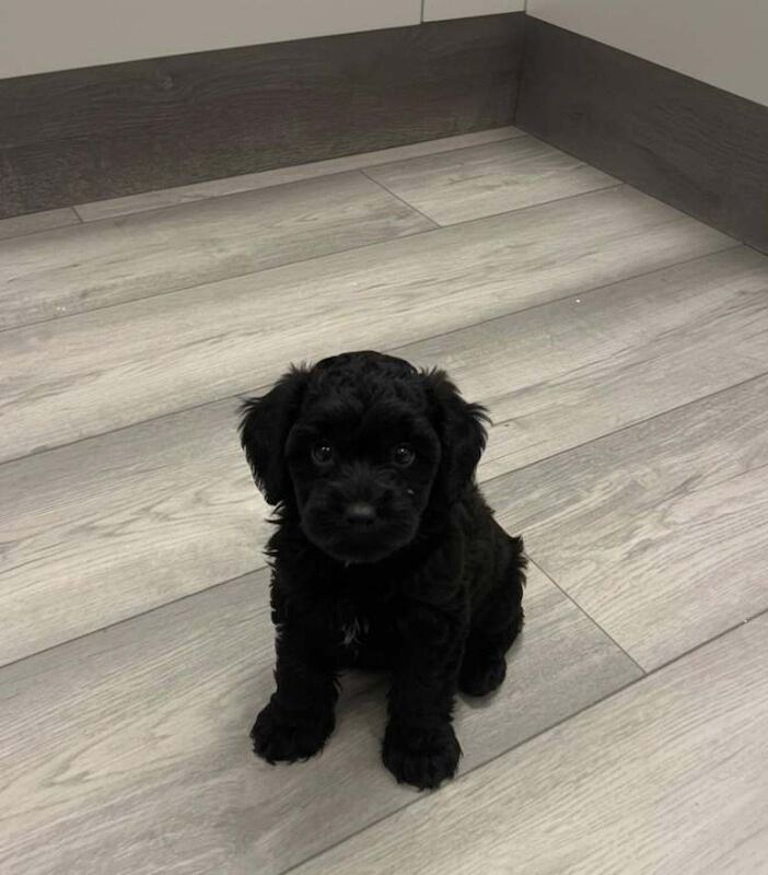 Cockapoo puppies for sale in Hornchurch, London – 10 weeks old - Image 3 of 4