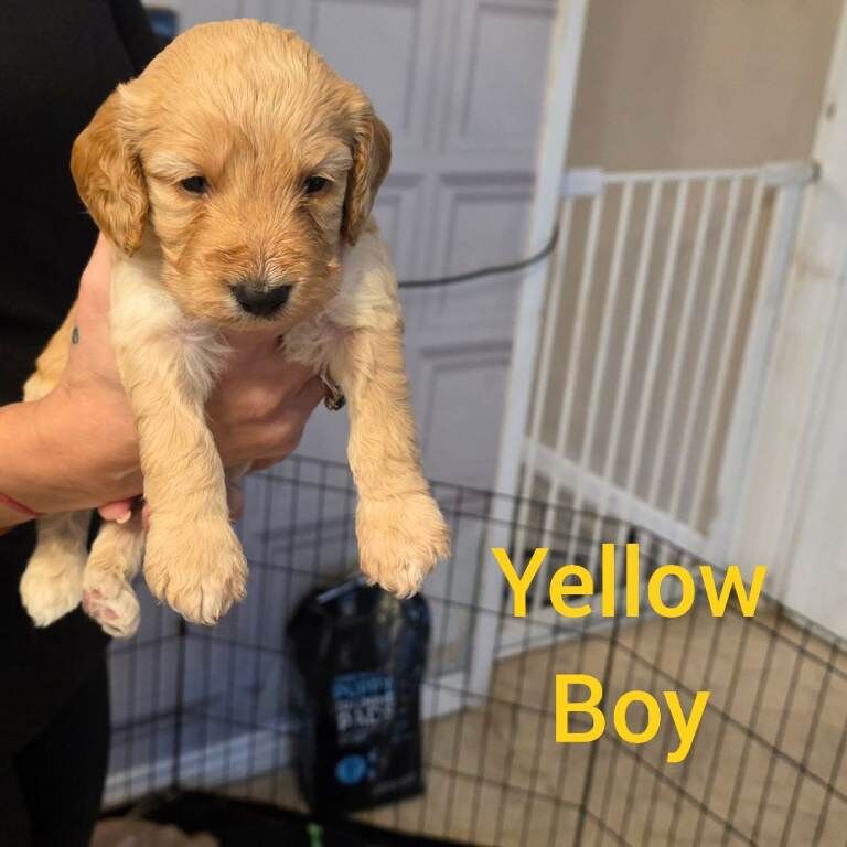 Cockapoo puppies for sale in Nuthall, Nottinghamshire – 4 weeks old