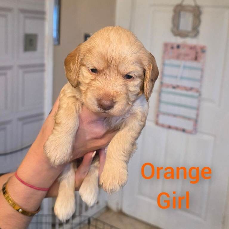 Cockapoo puppies for sale in Nuthall, Nottinghamshire – 4 weeks old - Image 2 of 5