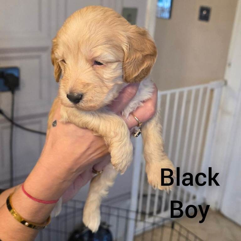 Cockapoo puppies for sale in Nuthall, Nottinghamshire – 4 weeks old - Image 3 of 5