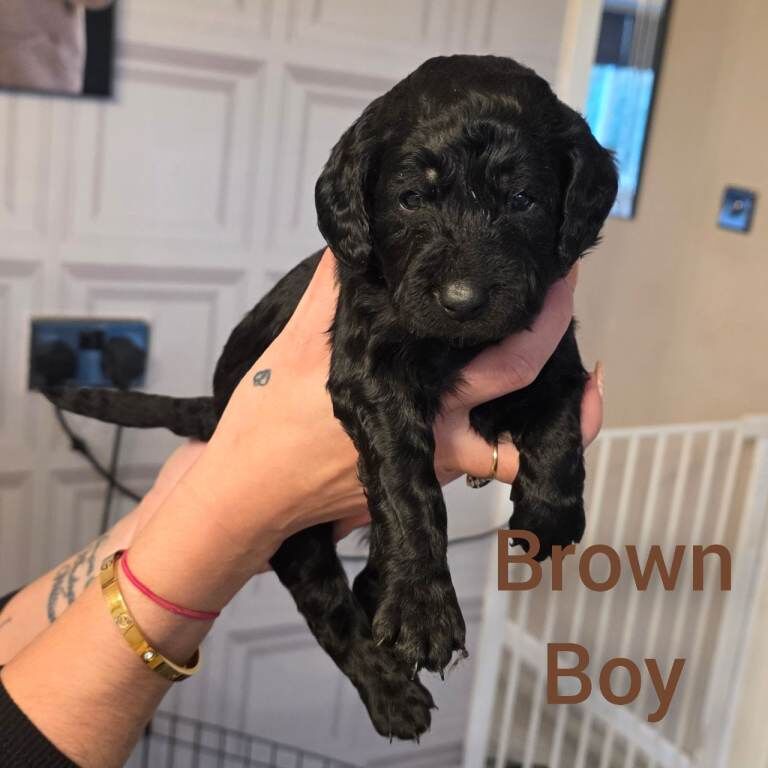 Cockapoo puppies for sale in Nuthall, Nottinghamshire – 4 weeks old - Image 5 of 5