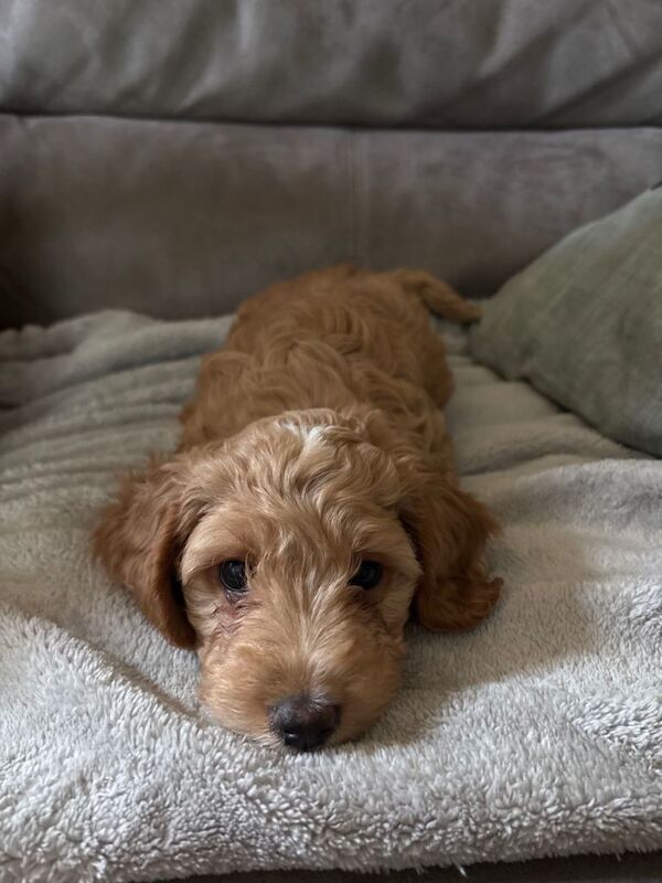 Cockapoo puppies for sale in Everton, Merseyside – 9 weeks old