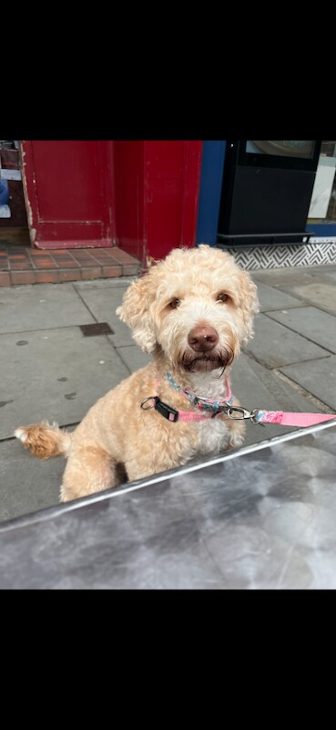 Cockapoo puppies - Image 2 of 3