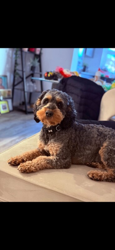 Cockapoo puppies - Image 3 of 3