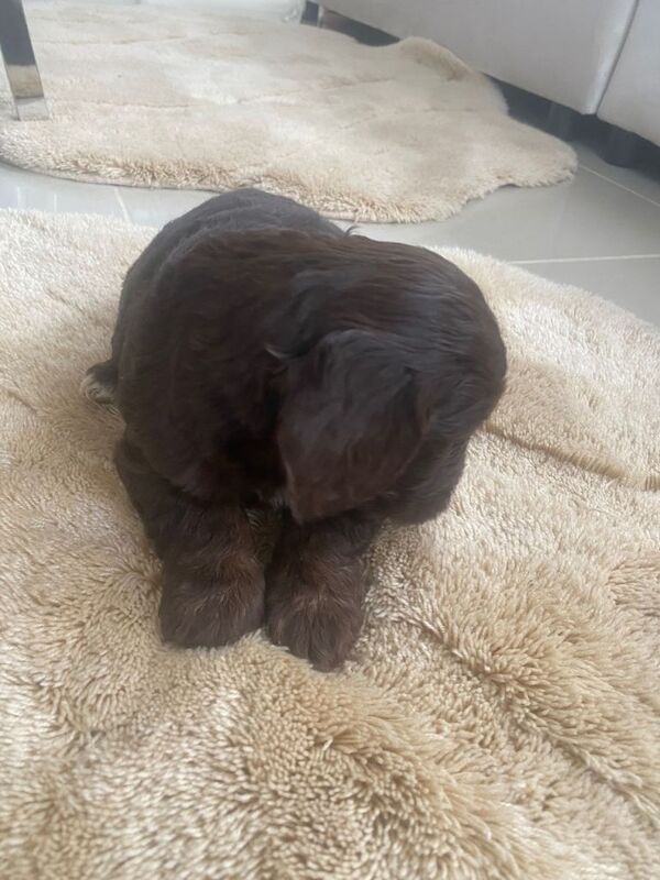 Cockapoo puppies for sale in Luton, Bedfordshire – 9 weeks old