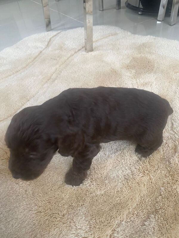 Cockapoo puppies for sale in Luton, Bedfordshire – 9 weeks old - Image 2 of 5
