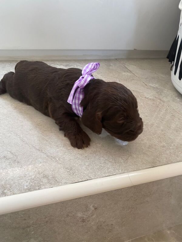 Cockapoo puppies for sale in Luton, Bedfordshire – 9 weeks old - Image 4 of 5