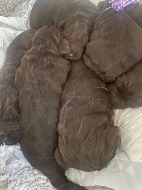 Cockapoo puppies for sale in Luton, Bedfordshire – 9 weeks old - Image 5 of 5
