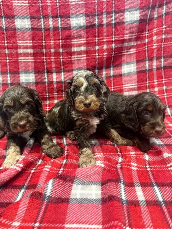 Cockapoo Puppies For Sale