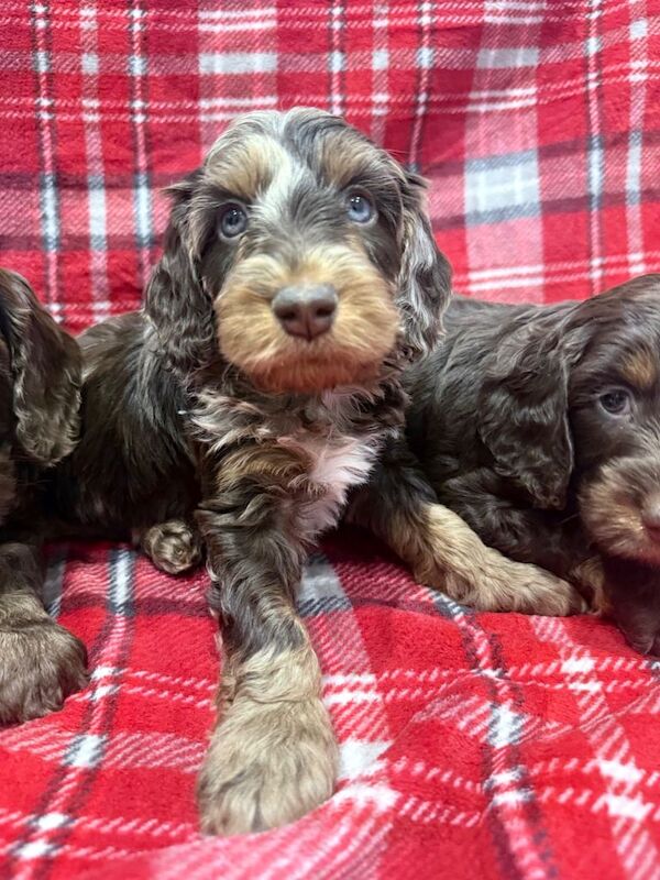 Cockapoo puppies - Image 2 of 5