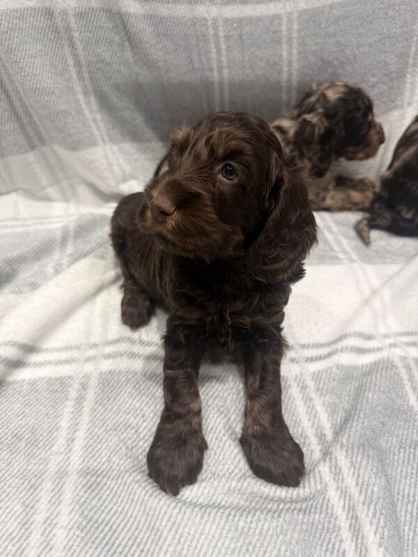 Cockapoo puppies - Image 3 of 5