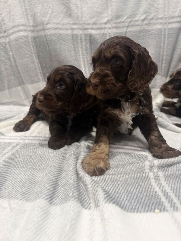 Cockapoo puppies - Image 4 of 5
